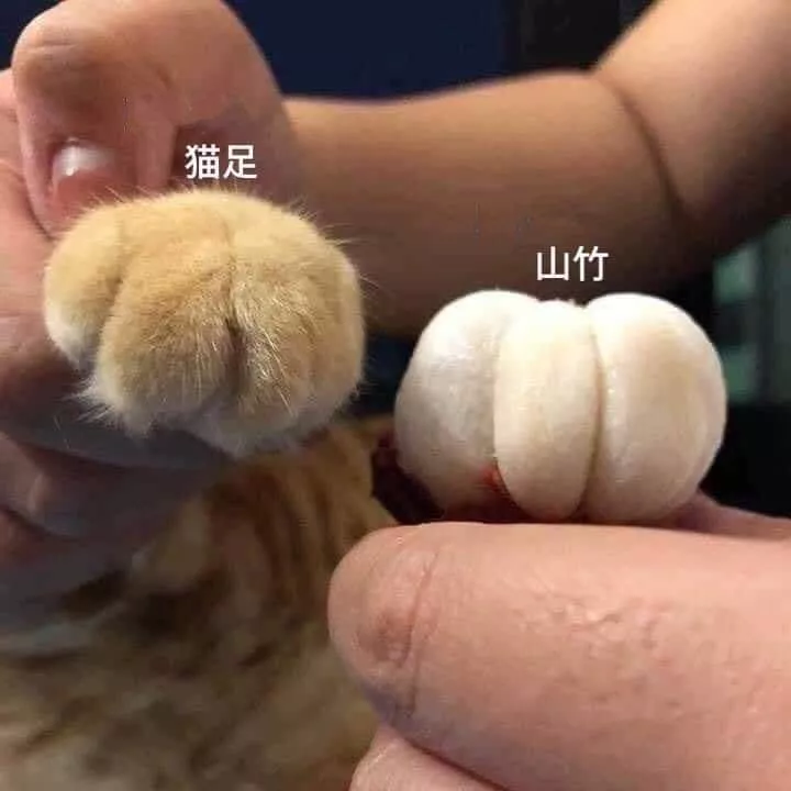 猫足与山竹