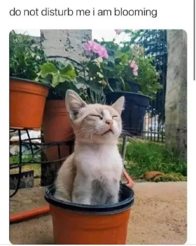 lit. grow cats and get cats