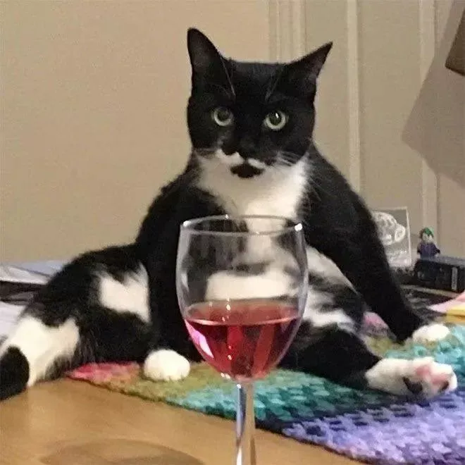 Rượu mèo