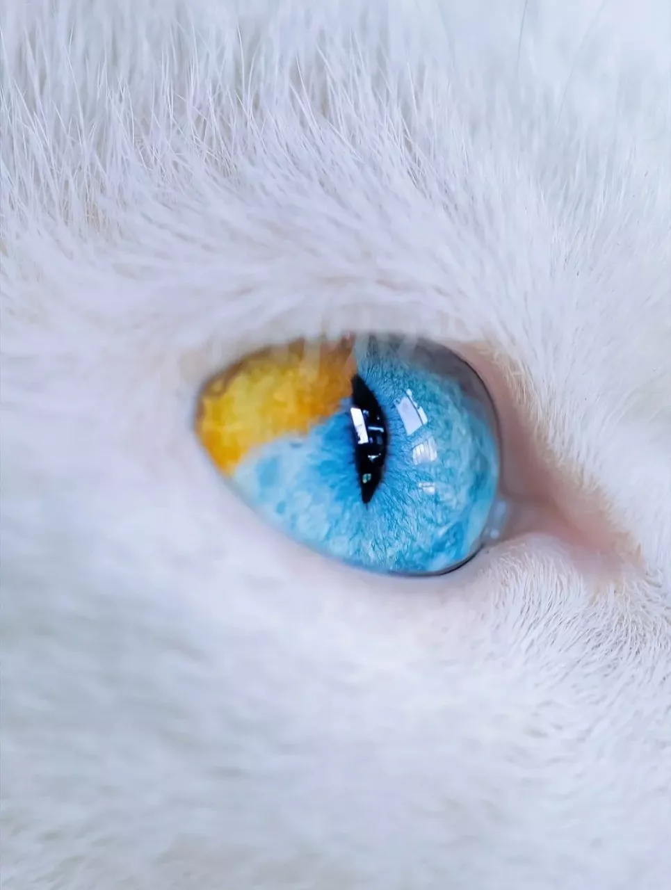 蓝宝石 猫眼睛