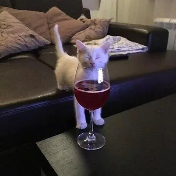 Rượu mèo