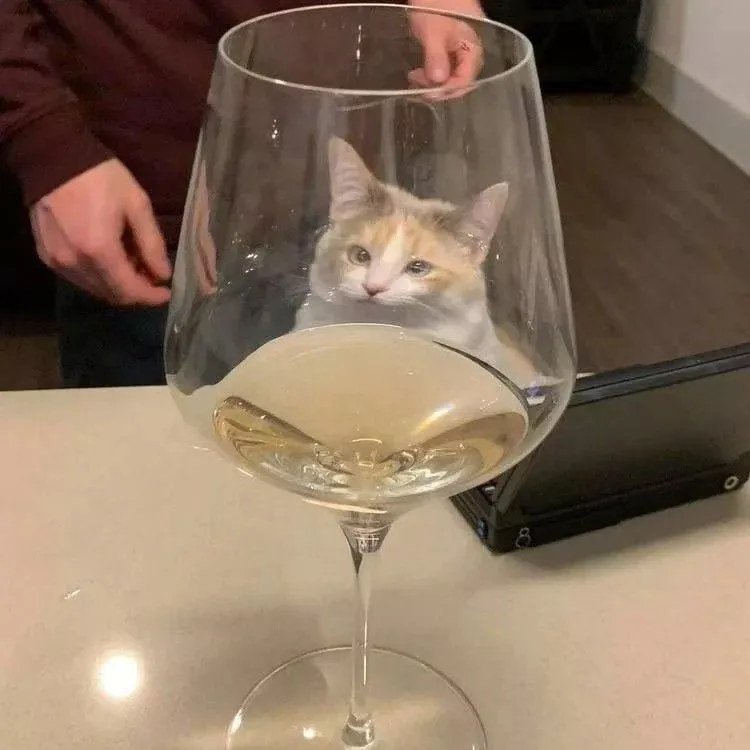 酒鬼貓貓