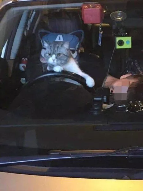 猫猫开大车
