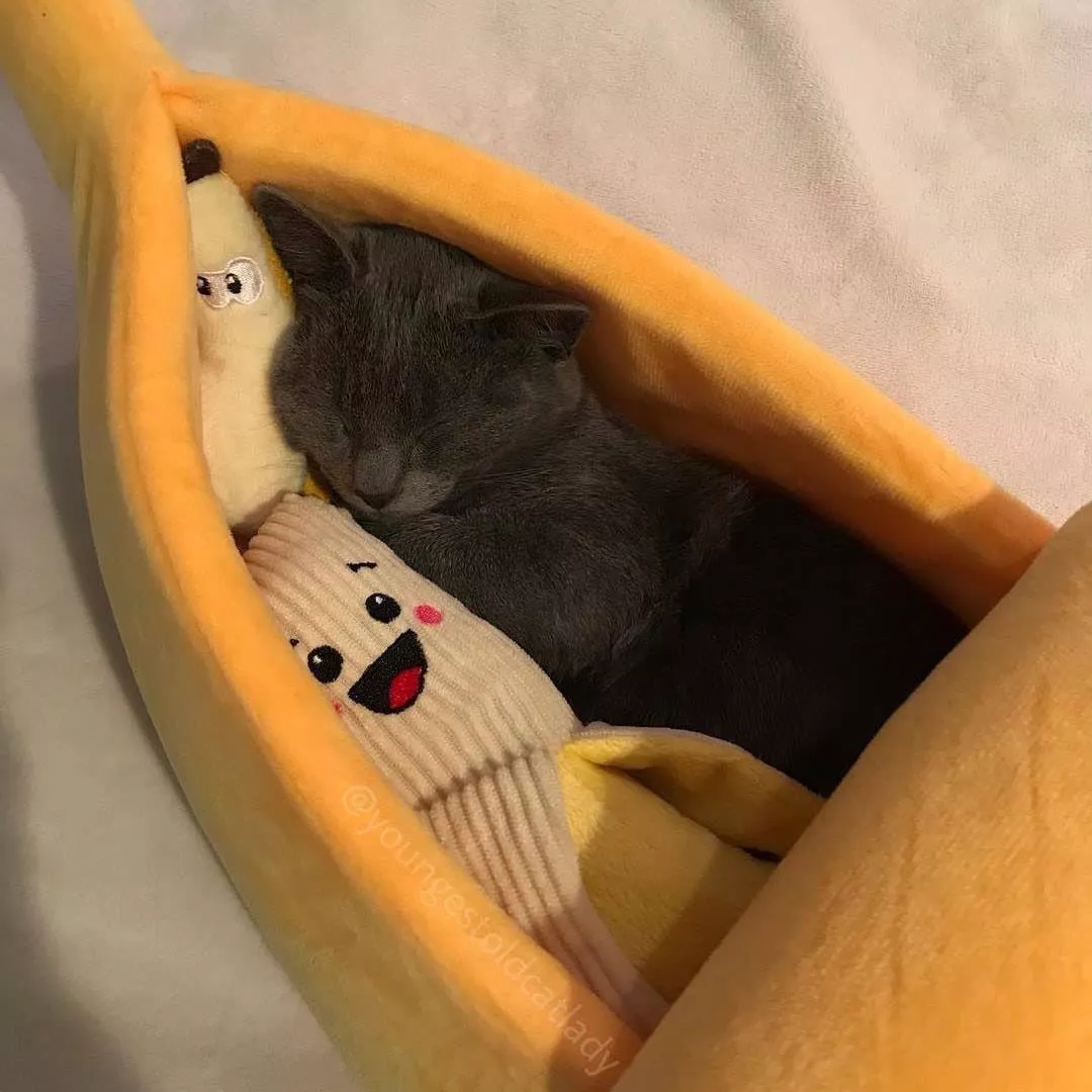 貓貓香蕉船