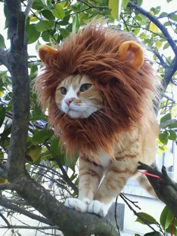 狮子猫