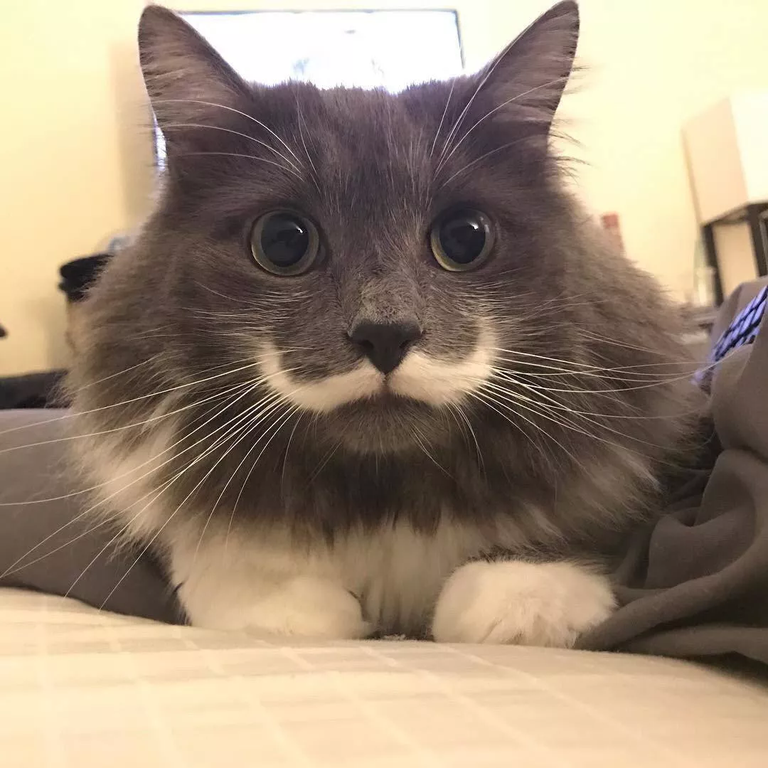 (dialect) moustache cat